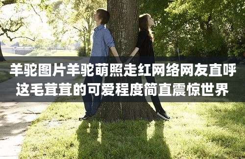 羊驼图片羊驼萌照走红网络网友直呼这毛茸茸的可爱程度简直震惊世界