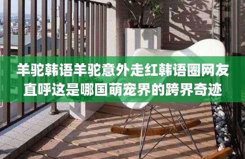 羊驼韩语羊驼意外走红韩语圈网友直呼这是哪国萌宠界的跨界奇迹
