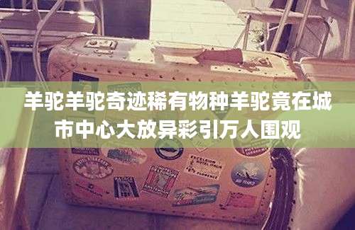 羊驼羊驼奇迹稀有物种羊驼竟在城市中心大放异彩引万人围观