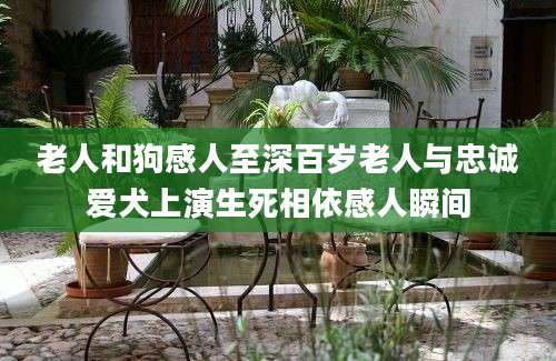 老人和狗感人至深百岁老人与忠诚爱犬上演生死相依感人瞬间